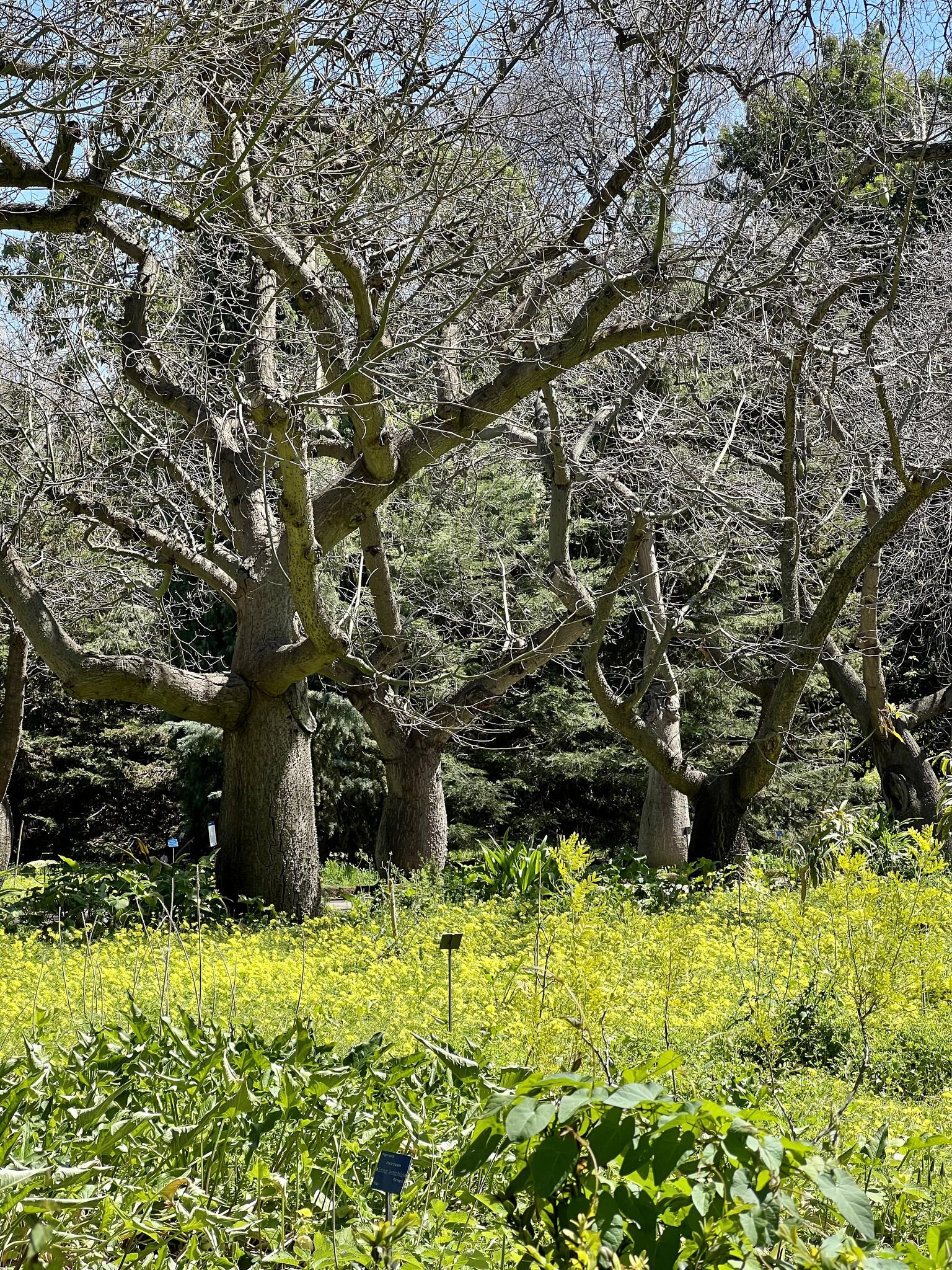 Jardin botanique de Palerme